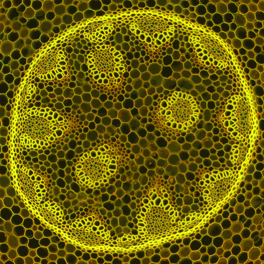 Fluorescence microscope image of Convallaria