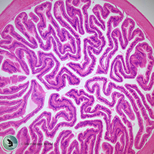 Frog Intestine Under the Microscope