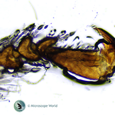 Honey Bee Leg Under the Microscope