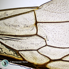 Honey Bee Wing Under the Microsocpe