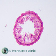 Hydra Under Microscope