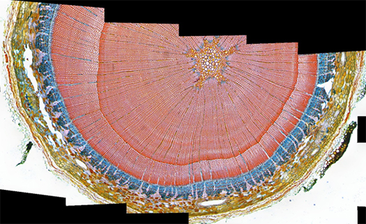 Microscopy Image Stitching Example