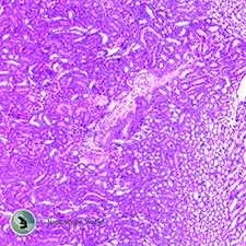 Small Mammal Kidney Under the Microscope