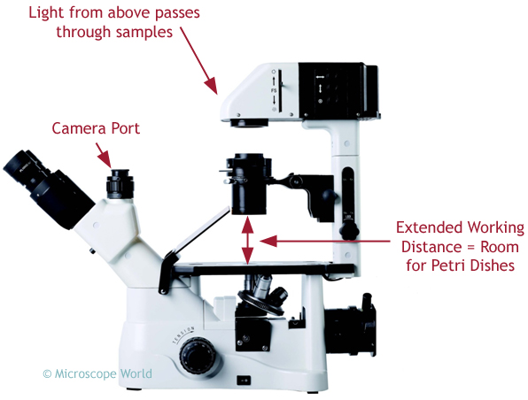 phase microscopes