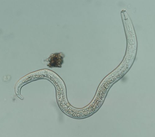 Nematode under the microscope