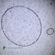 Animal Cell Mitosis Under the Microscope