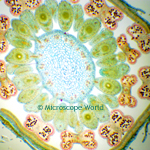 Monocot and Dicot of Flower
