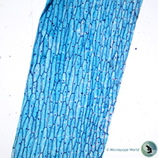 Onion Epidermis under the Microscope