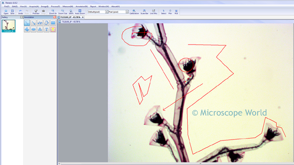 Panasis Annotation