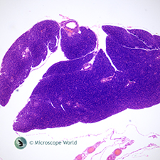 Mammal Pancrease under the Microscope