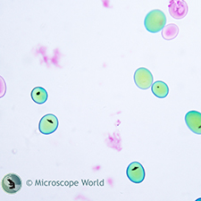 Potato Starch Under Microscope