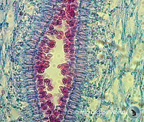 Mushroom captured with Zeiss Primostar HD digital microscope.