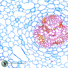 Biology Basic Prepared Slide Kit