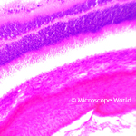 Retina under the microscope
