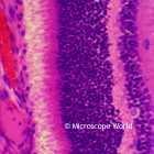 Retina under microscope