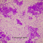 Rhizobium Meloliti bacteria under microscope