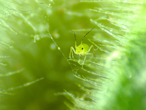 Aphid captured under the stereo microscope.
