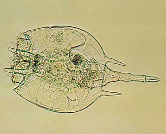 Rotifer under the microscope