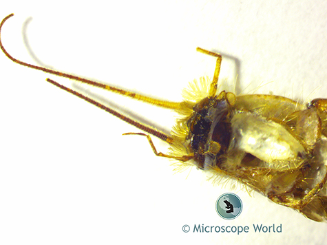 Silverfish under the microscope at 12x.