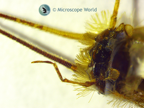 Silverfish at 25x under the stereo microscope.