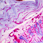 Small Intestine under microscope