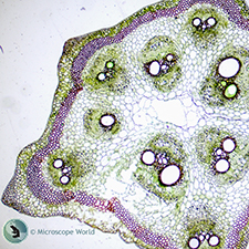 Sponge Gourd Stem under the Microscope