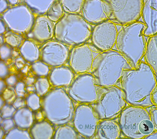 Stained Convallaria under the Zeiss microscope at 400x.
