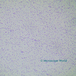 Staphylococcus under microscope