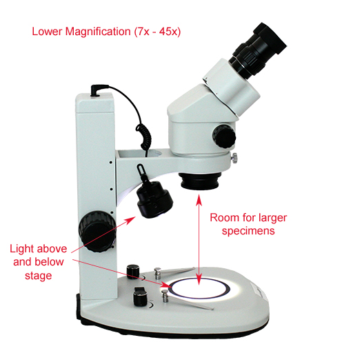 Stereo Microscope Labeled
