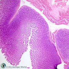 Mammal stomach under the microscope
