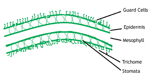 Plant Cell showing layers