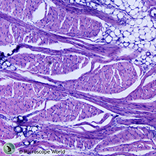 Taste Bud Under the Microscope