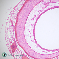 Mammal Trachea under the Microscope