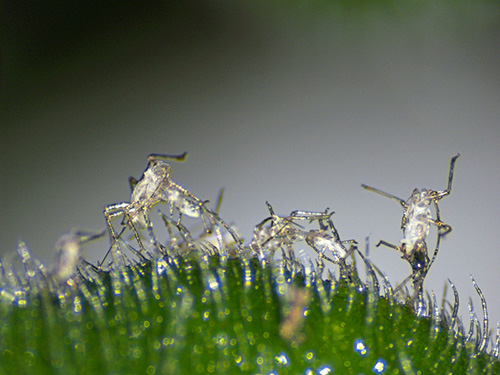 Pests captured under the stereo zoom microscope.