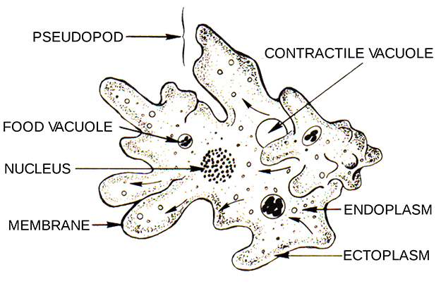 Parts of Amoeba Labeled