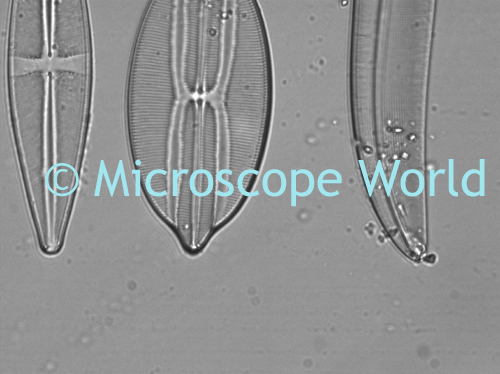 Clean microscope lens image.