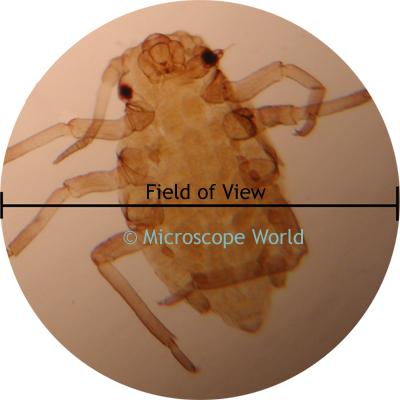 Microscope Field of View Image