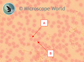 Blood cells under the microscope