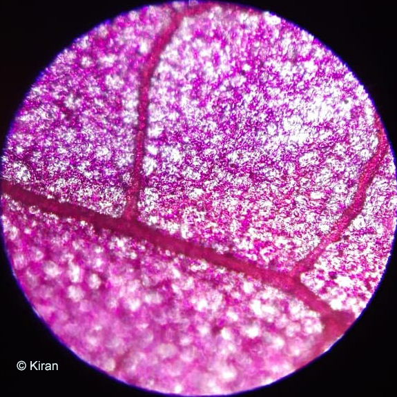 Bougainvillea under the microscope at 10x