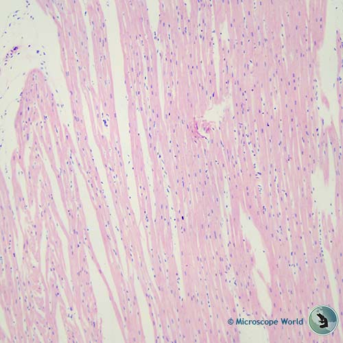 dog cardiac muscle at 100x under the microscope