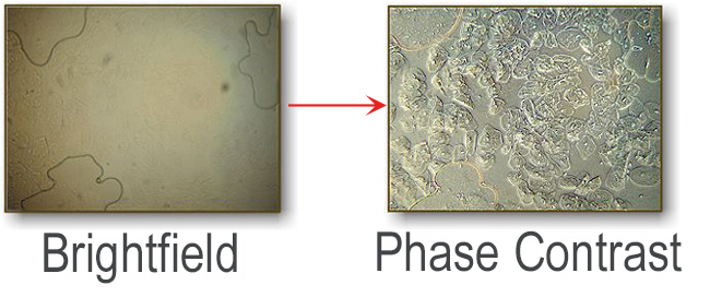 Cheek Cells using a brightfield microscope and phase contrast microscope.