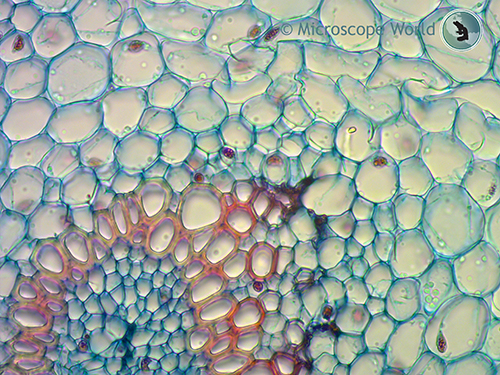 Lily of the valley under the microscope at 400x.