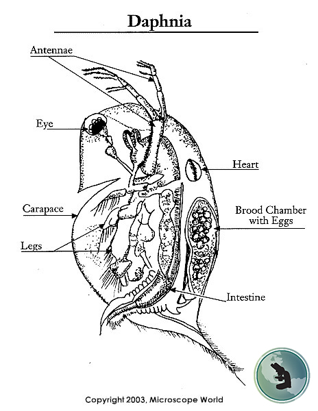 Daphnia diagram of parts.