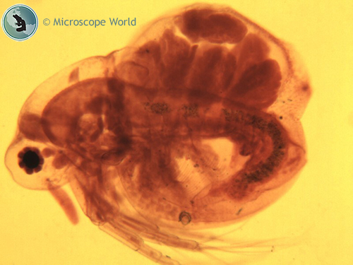 Daphnia captured at 100x under the microscope.