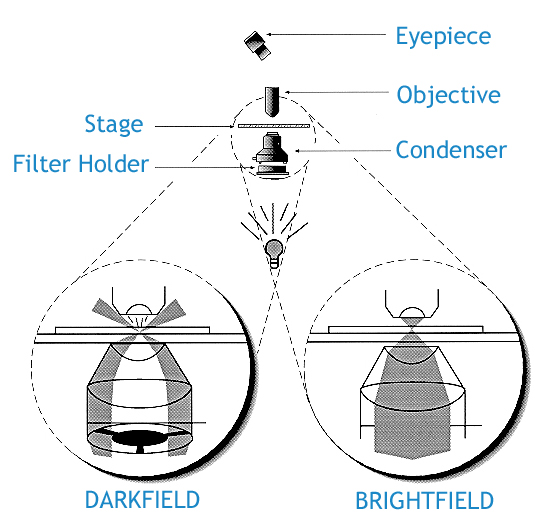 Darkfield Microscope