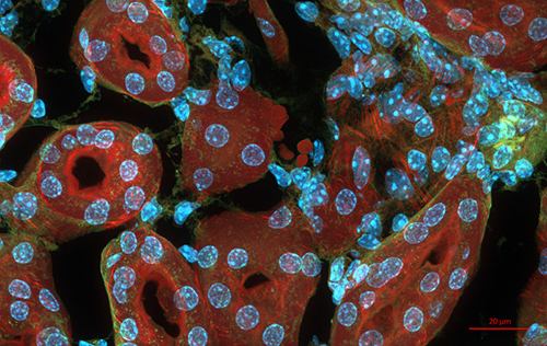 Fluorescence Microscopy image of mouse kidney