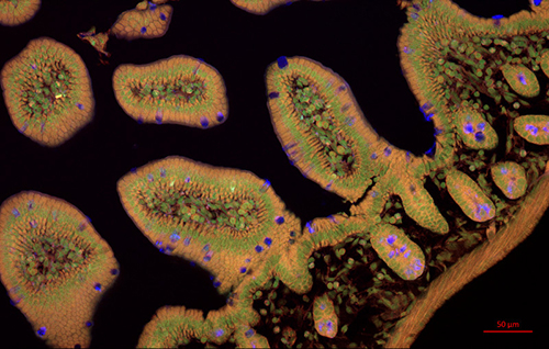 Mouse Intestine under a fluorescence microscope.