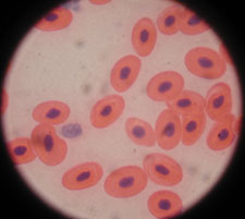 Frog's Blood Under Compound Microscope at 1000x