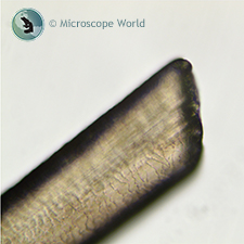 human hair under microscope 100x