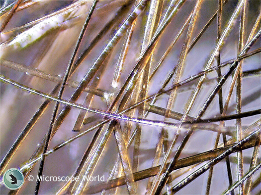 Hairs captured under a stereo microscope at 5x.